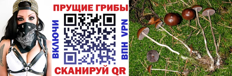 Галлюциногенные грибы Cubensis  KRAKEN зеркало  Кызыл 